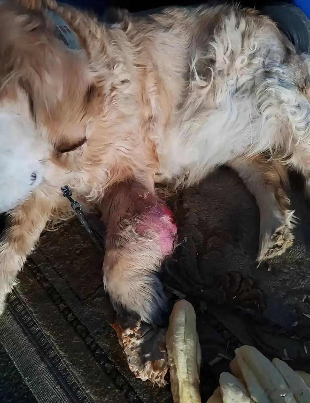 太可怜了！这天一位阿姨去买菜，结果走到路上，看到无比凄惨的一幕，一只可怜的金毛狗
