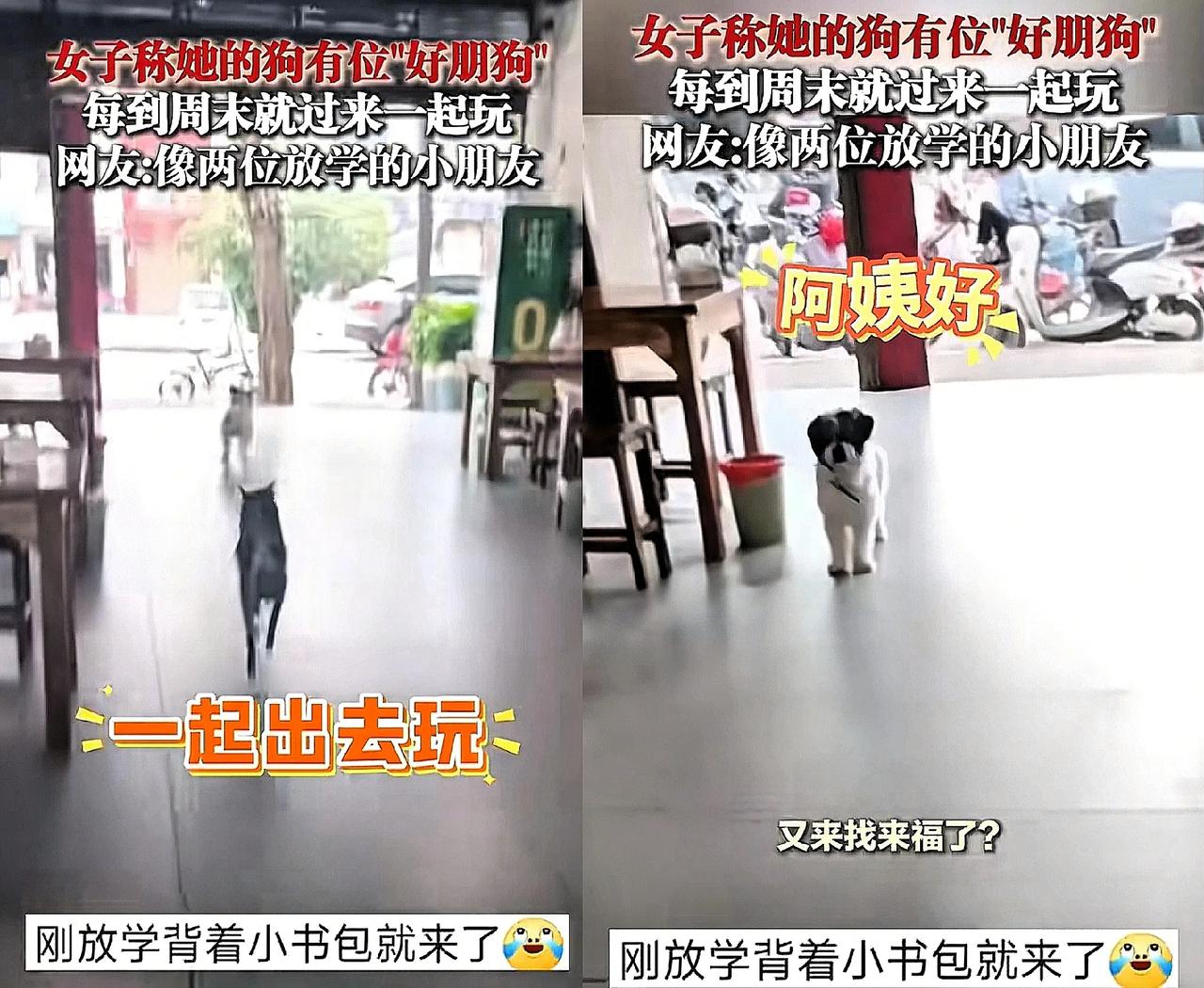 “太有灵性了！”贵州，女子看到一只狗来到家里。突然，她对楼上喊: “来福，你朋友