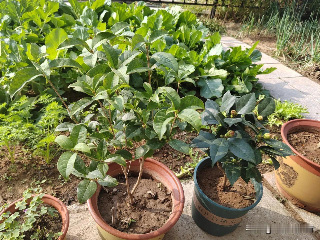 下船不久，我从网上直播间里买了一颗金桂，当时商家说，当年就能开花，自从栽上后我就