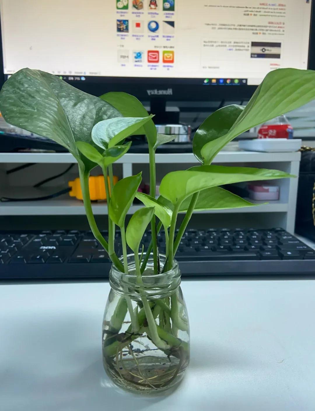 ◆办公室植物

作者: 黄永强

桌上的绿萝
在空调风里学会了点头
它的根在水里