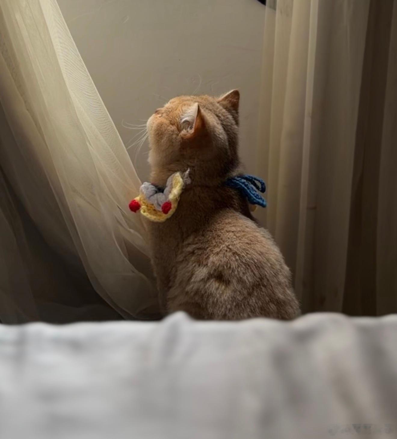 最近一直想给小猫绝育 很发愁啊1和2开头的价格觉得真的不太好，在考虑3和4开头的