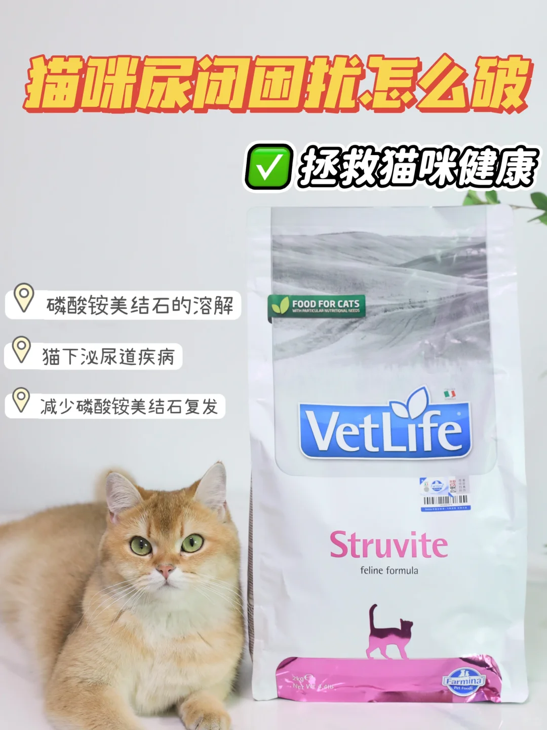 猫猫尿不出啦！尿闭困扰怎么破？