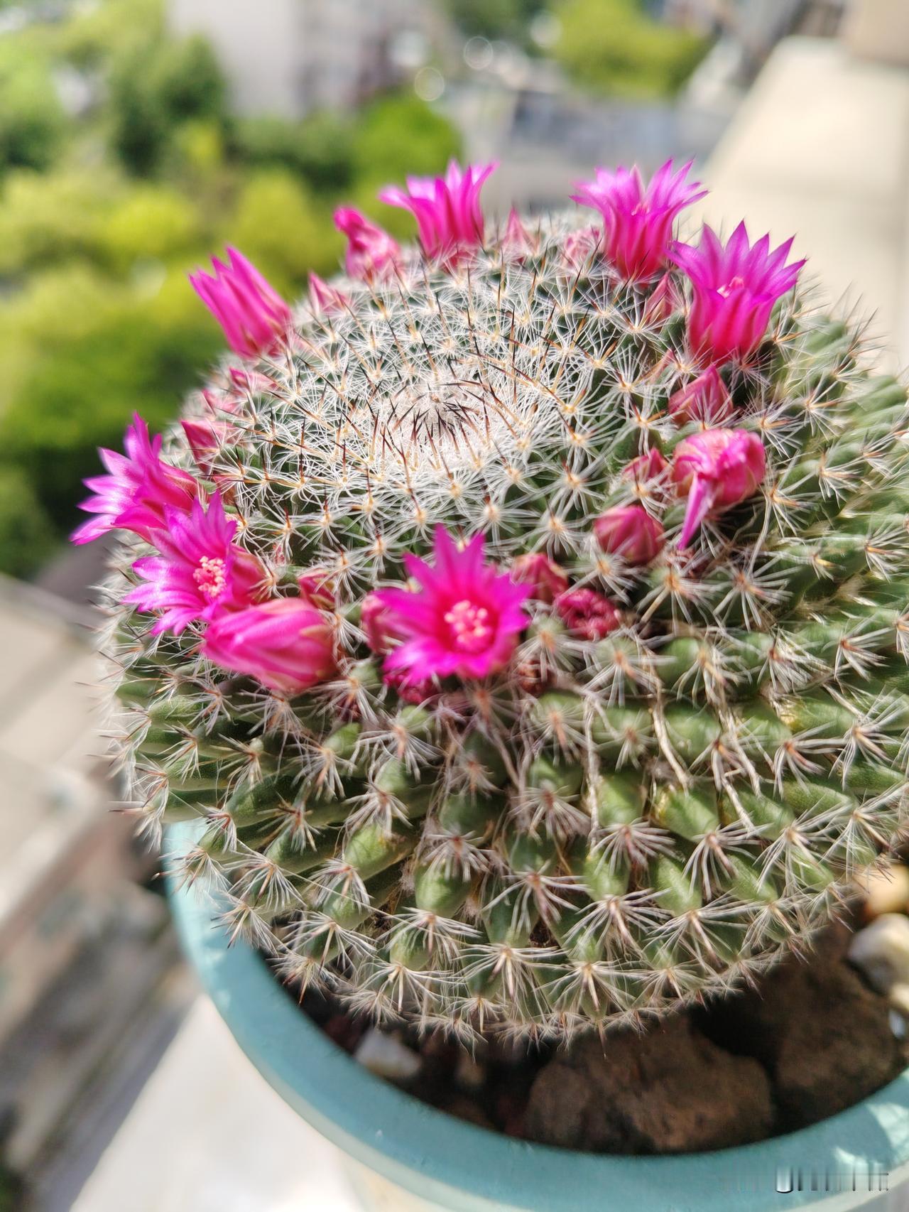 春日生活打卡季这个小小的仙人球，养了三年没开花。今年见它有了花骨朵，可是下雨三天