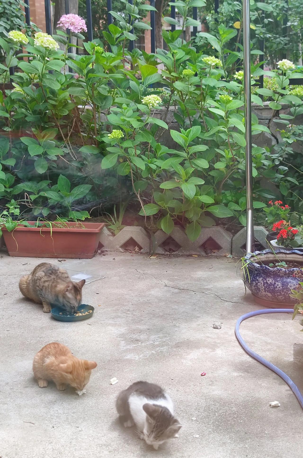 又到了绣球花开的时节。
小院里的第一朵绣球花，刚刚变成了粉色，就有小客人登门了。