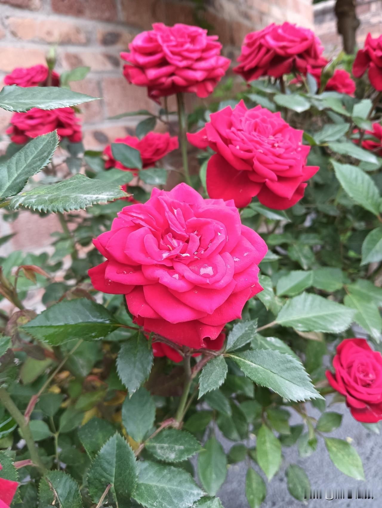 娇艳欲滴的玫瑰，绽放在春日阳光下，美不胜收！🌹🌸