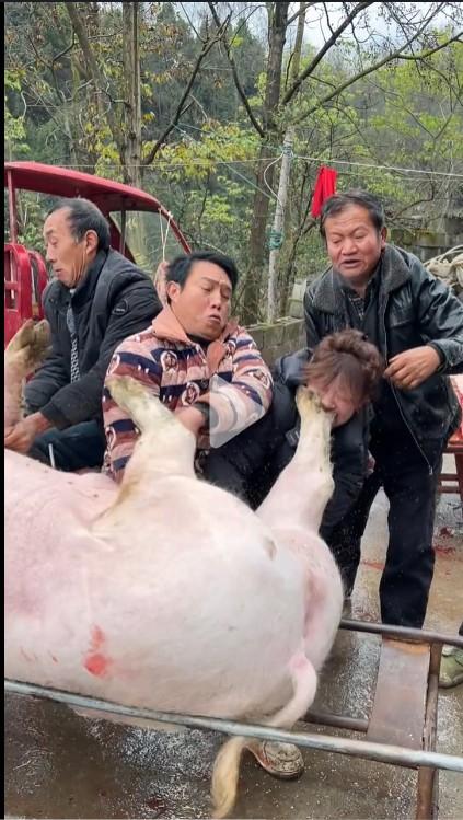 按猪不仅是个力气活，还要有一定技巧，并且要耳聪目明，否则就会出现意外甚至受到伤害