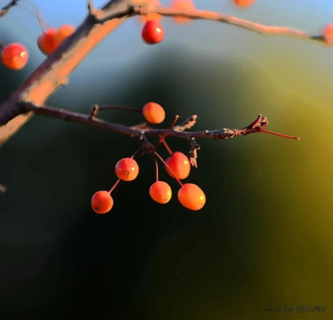 【原创】岁月辗转间，静看秋与冬——今日上午抓拍