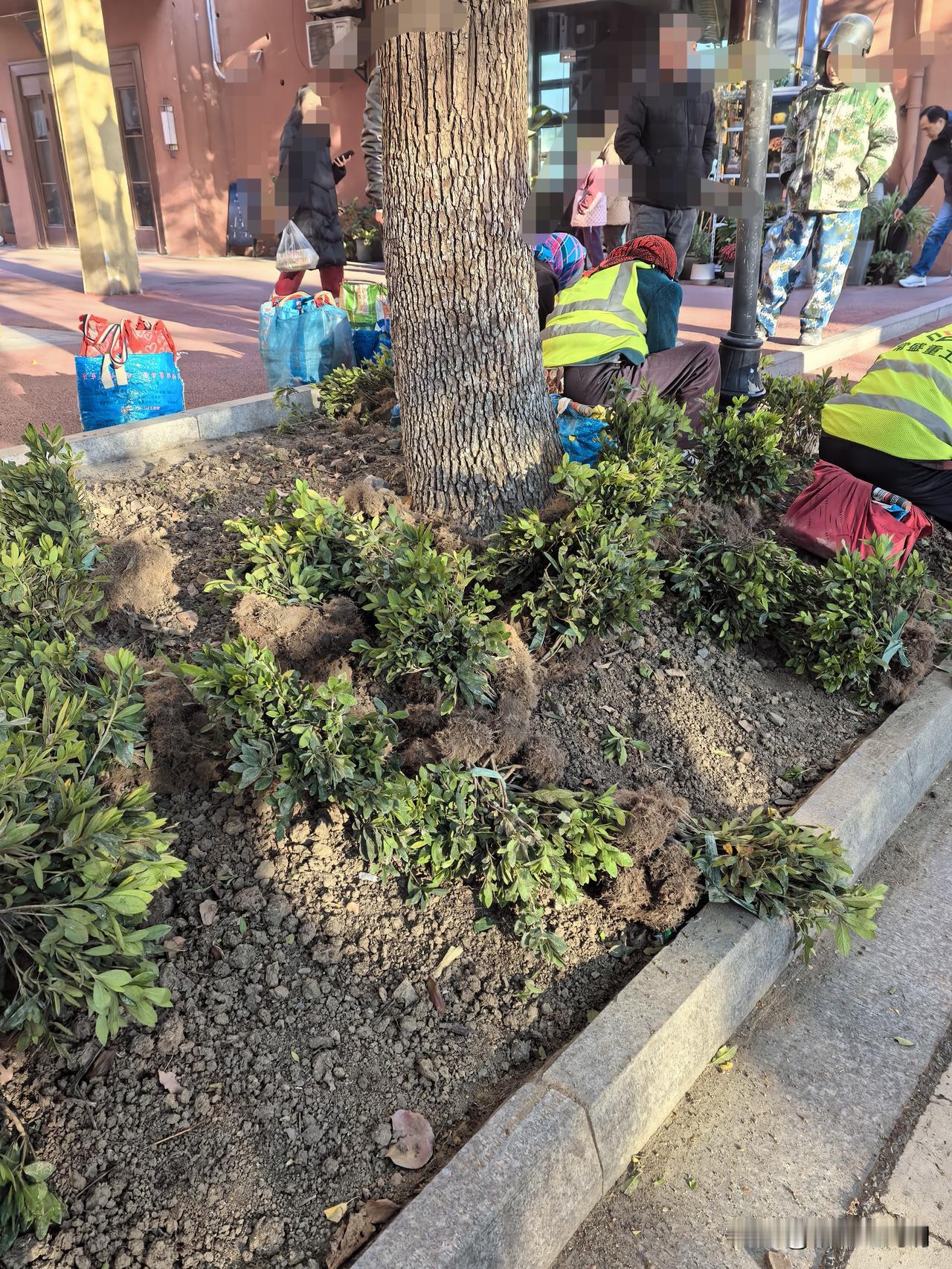 揭密
早上那片地堆了不少绿叶灌木，有几位扎头巾的阿姨正在忙碌着，旁边站了一位包工