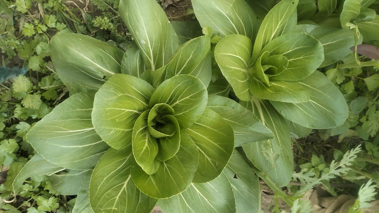 今天是11月10号看看我的菜菜好不好，羡慕不羡慕，羡慕直接娶我吧，哈哈😃#白菜