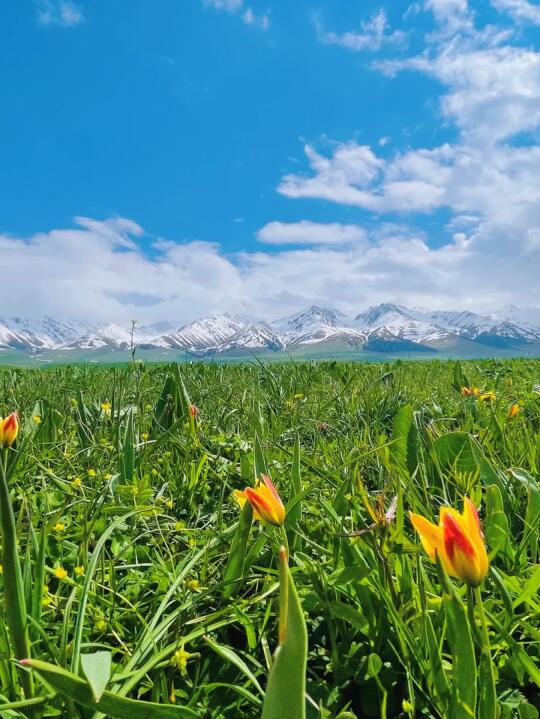 宝子们！夏天的伊犁是封神级的治愈地！草原🌱、花海💐、雪山🏔、溪流...