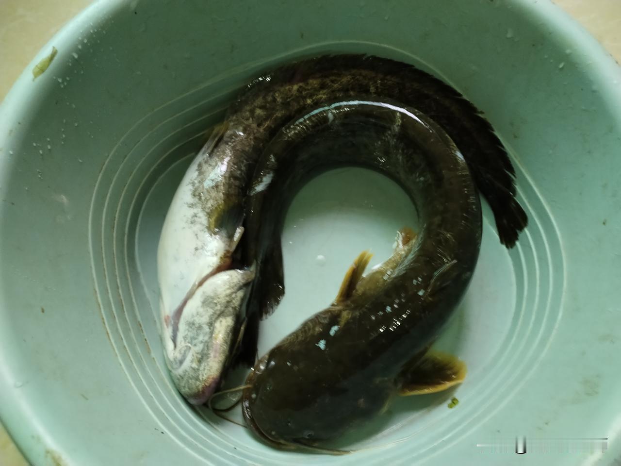 昨天傍晚买了两条大鲶鱼，生在桶里，今天早上一看，已经上西天了。
鱼死了，味道差了