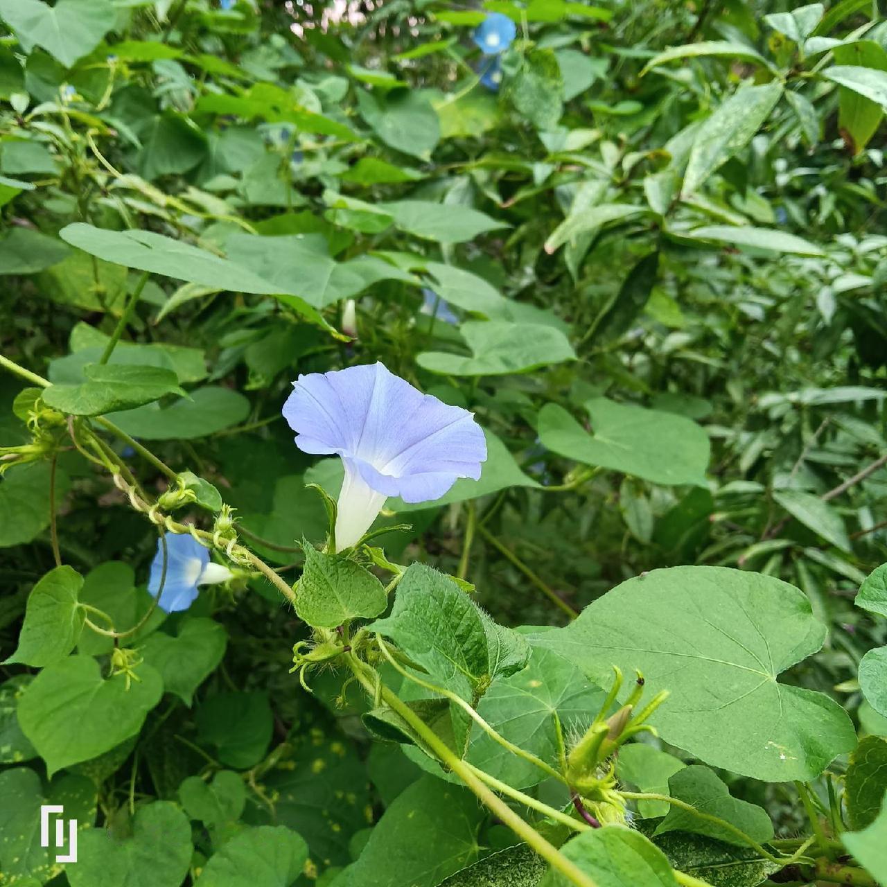 花开一芳美