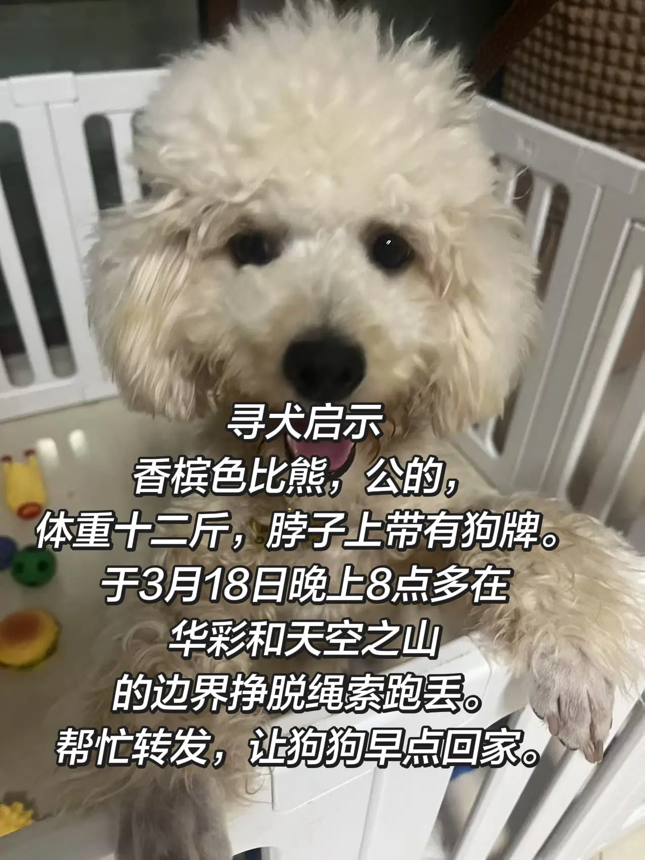 急急急！寻犬启示。寻犬启示，香槟色比熊，公的，体重十二斤，脖子上带有狗...