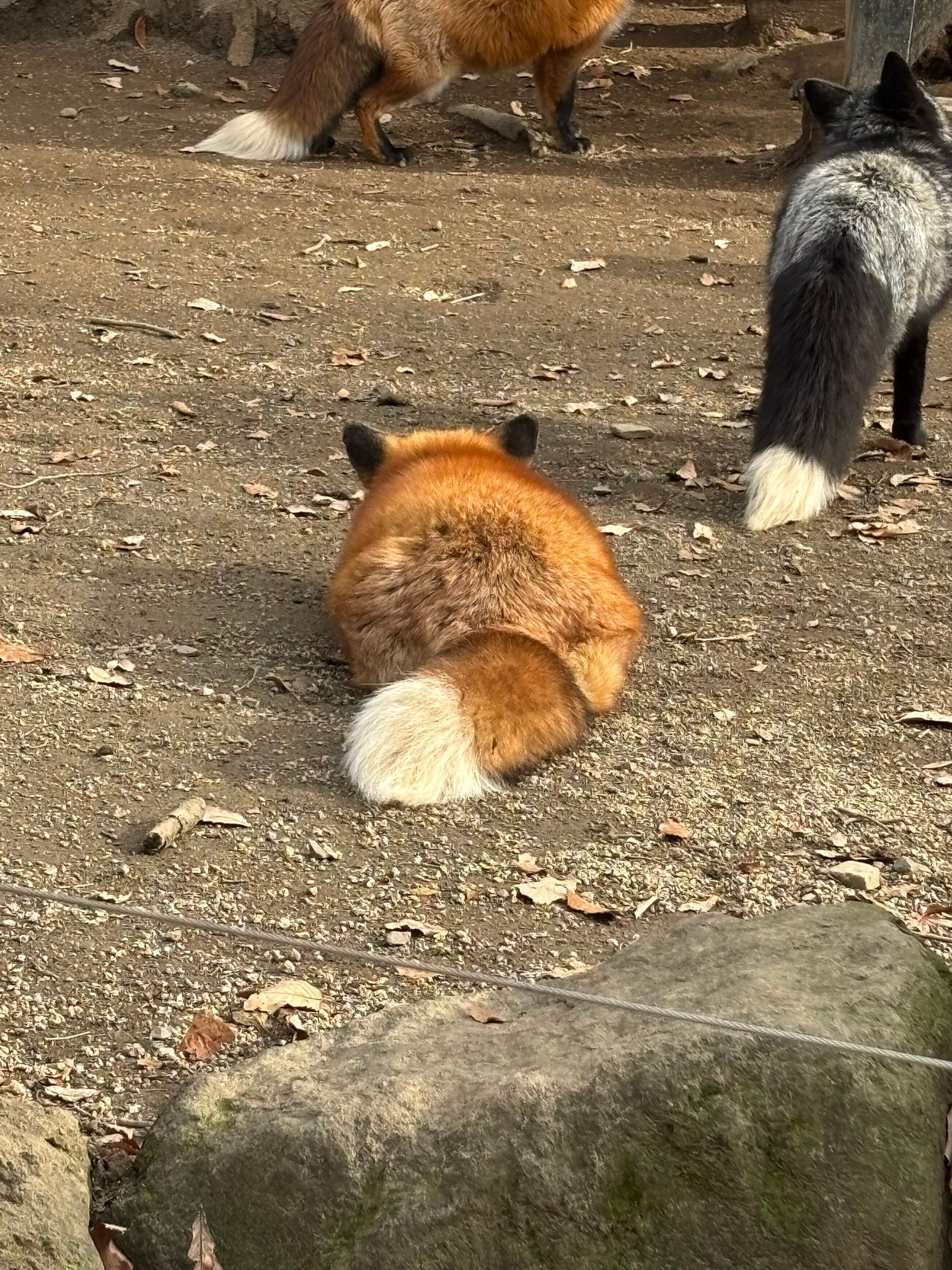 狐狸 这个角度真是神奇的狐狐虫©️sui_VRC_ 
