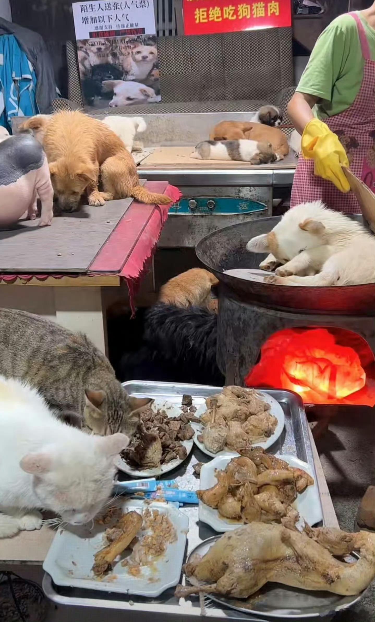 动保组织日常，拒绝吃狗吃猫，但给它们吃鸡肉鸭肉。[允悲] ​​​
