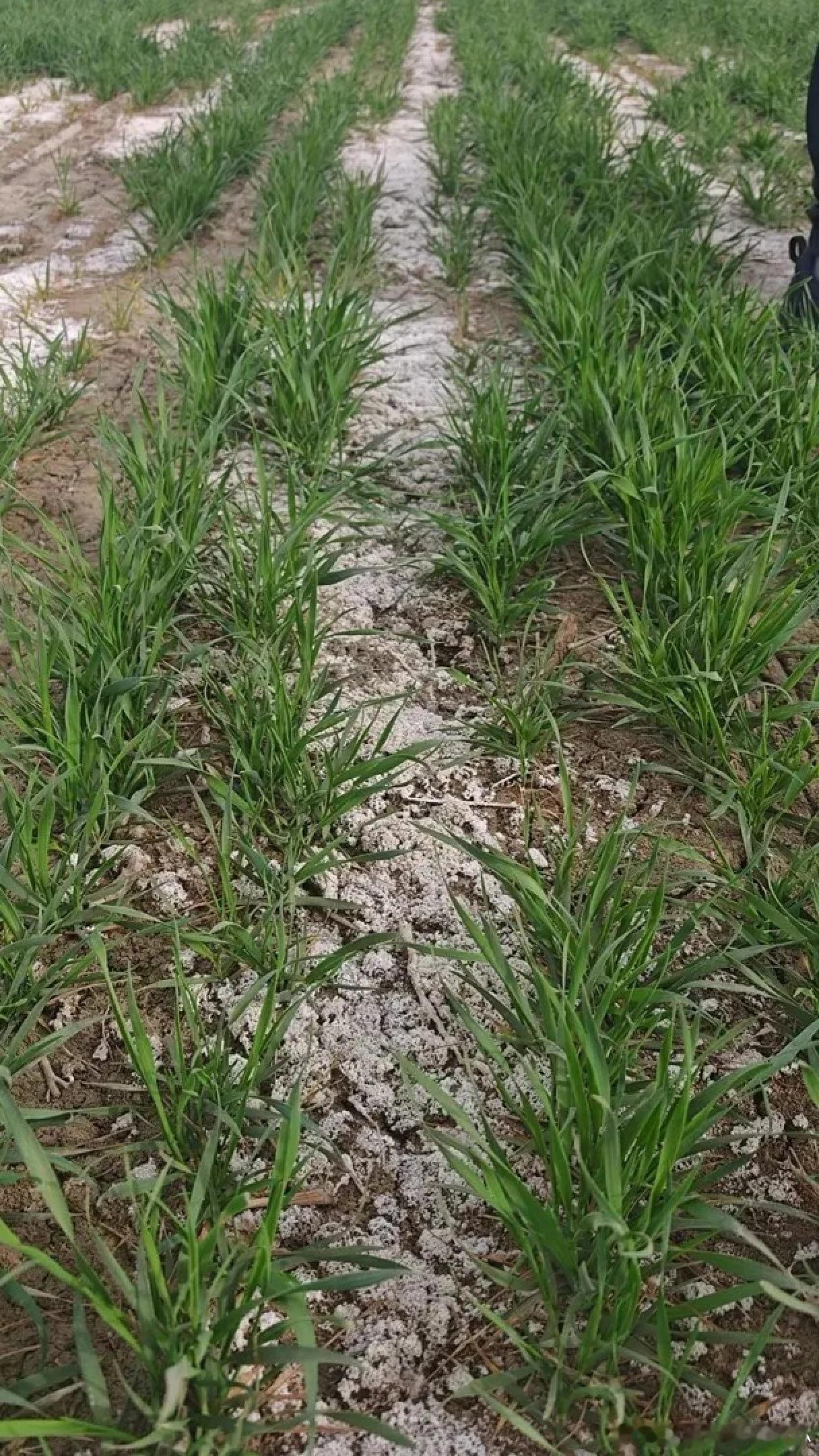 根据北京市农林科学院杂交小麦研究所6月23日发布的公告，在一块经过治理、盐碱度较