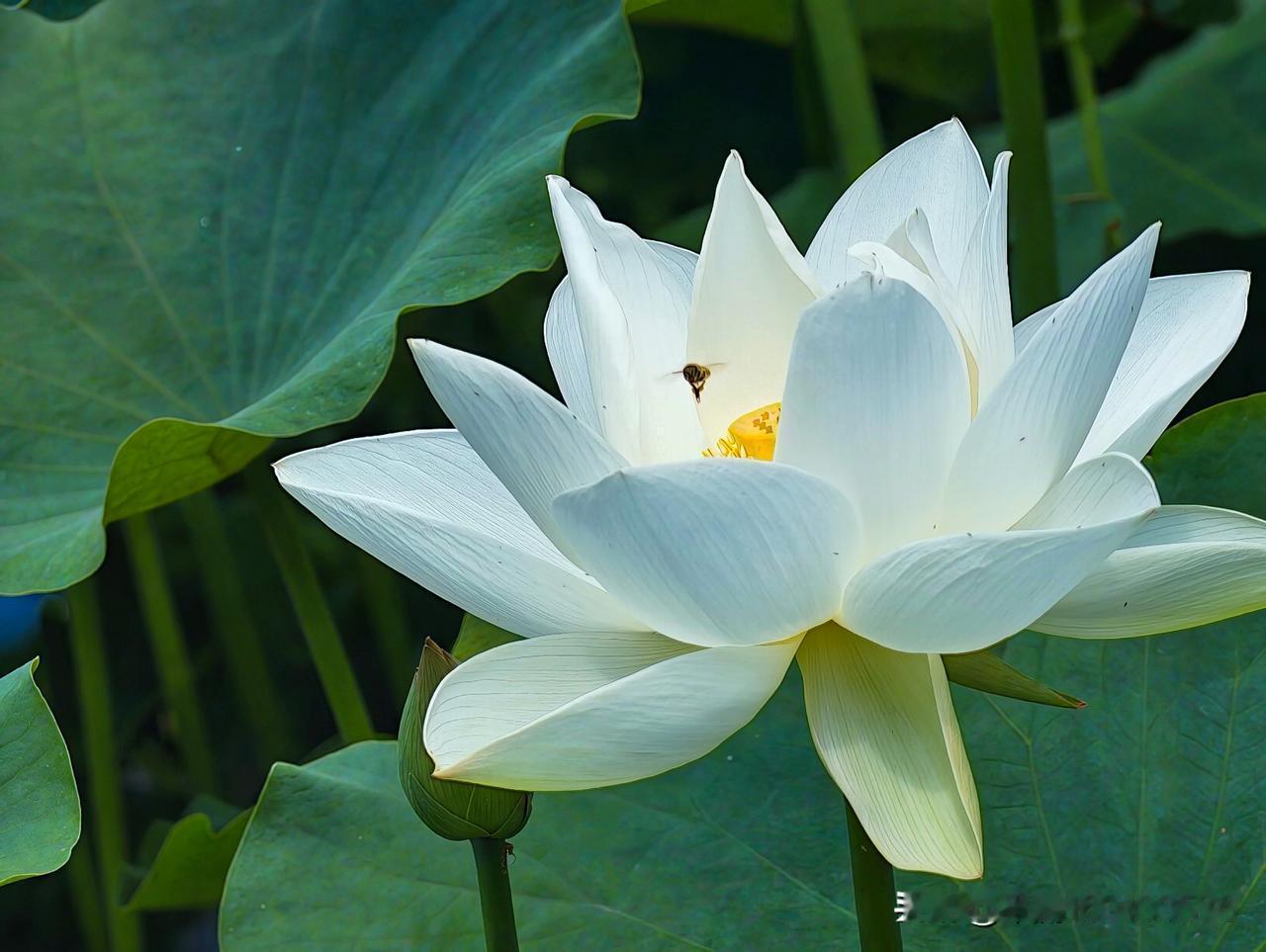 夏天去公园闲逛，一眼就瞧见一朵美丽的白色荷花在阳光下绽放。那花瓣洁白如玉，没有一