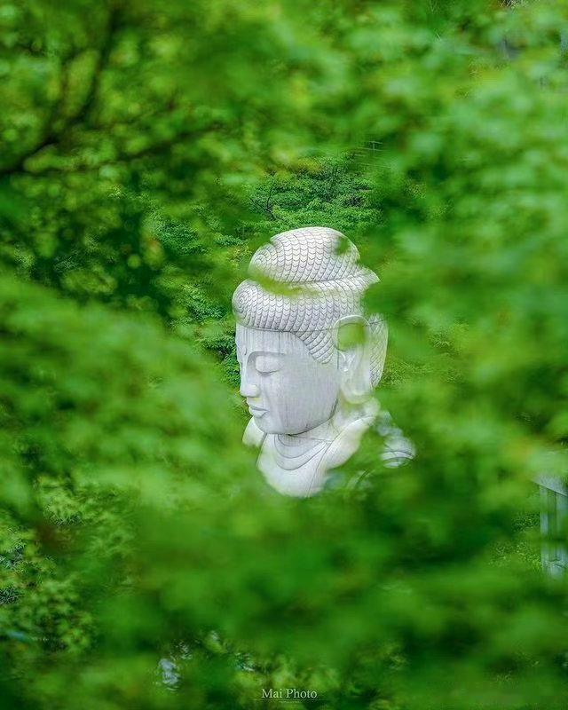 林中有佛，转了七天内好事发生  私信，可以许愿