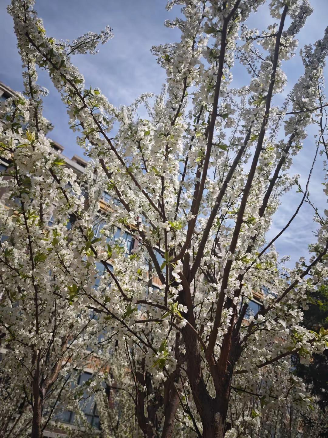 @桃花绝李花浓真漂亮