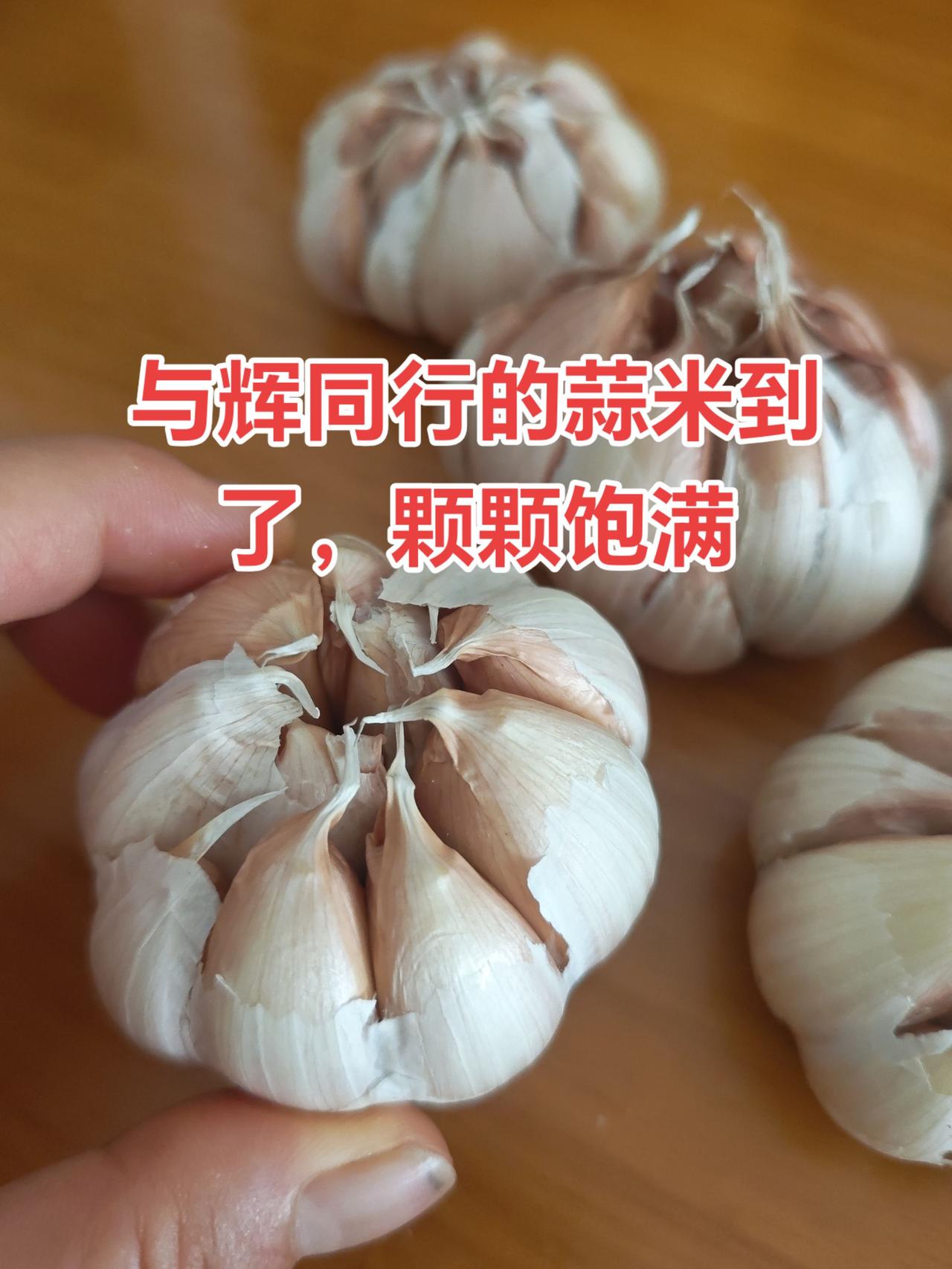 这蒜米真胖，赶紧盘它