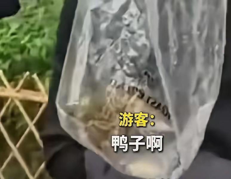 5月4日报道，浙江杭州，一名游客在太子湾公园将一只小鸳鸯塞进塑料袋试图带走，袋中