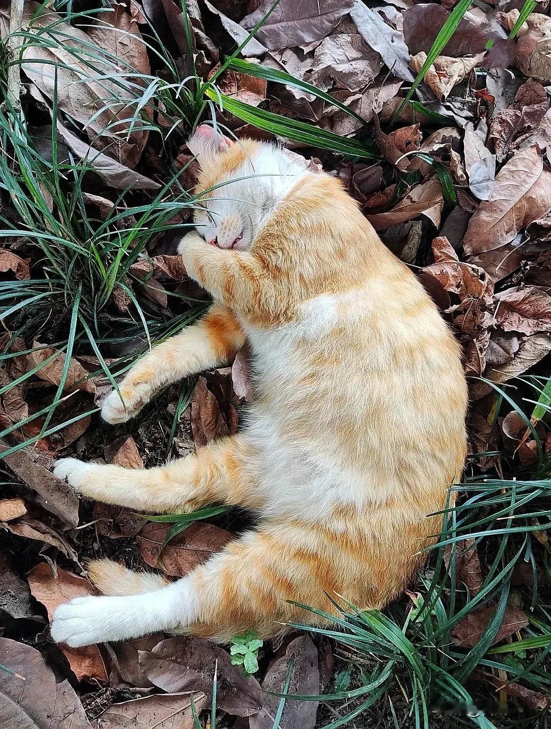 猫猫：我是睡着了，不是死了～[看]