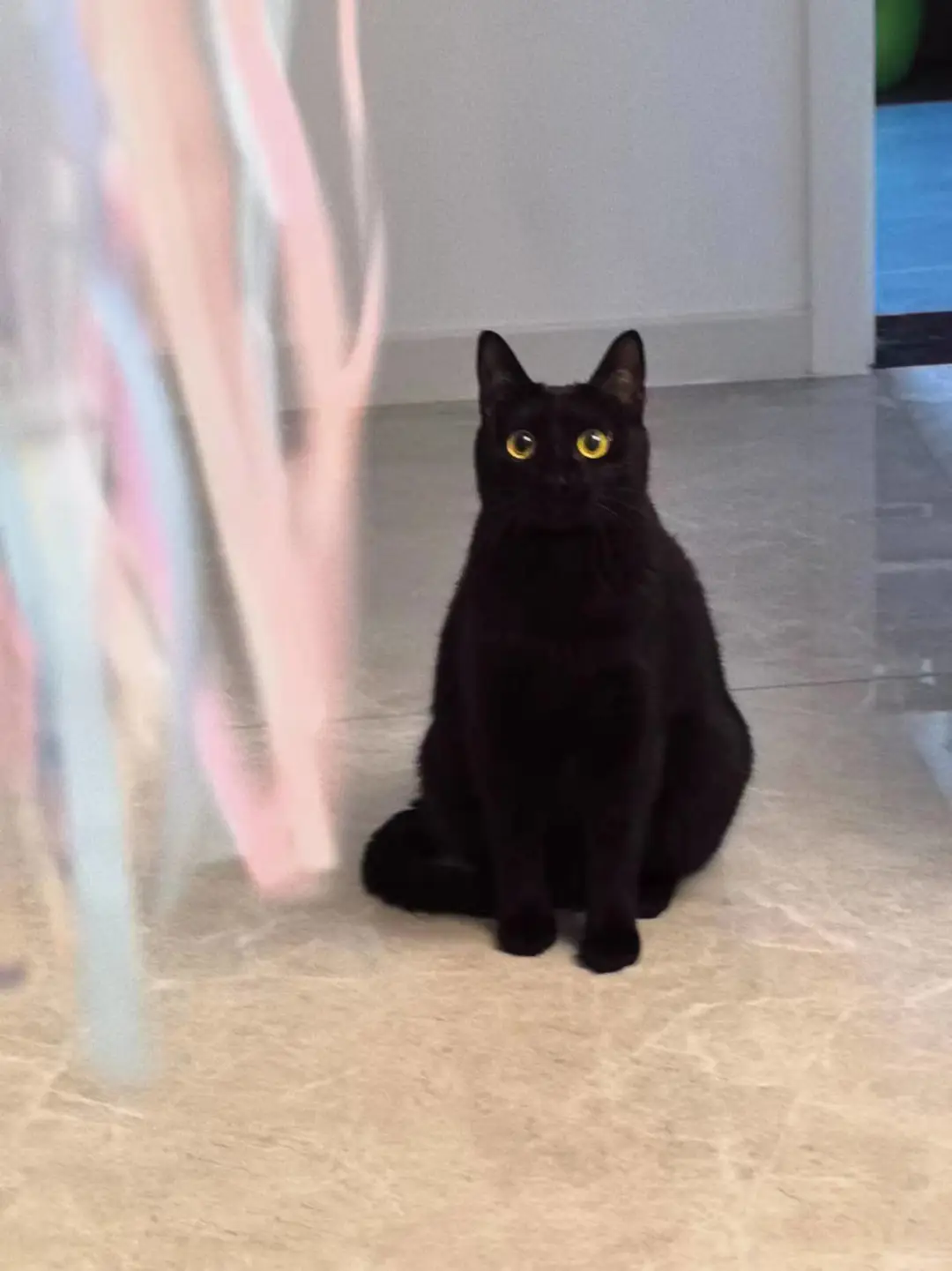 朋友的小黑猫真好看真酷😎