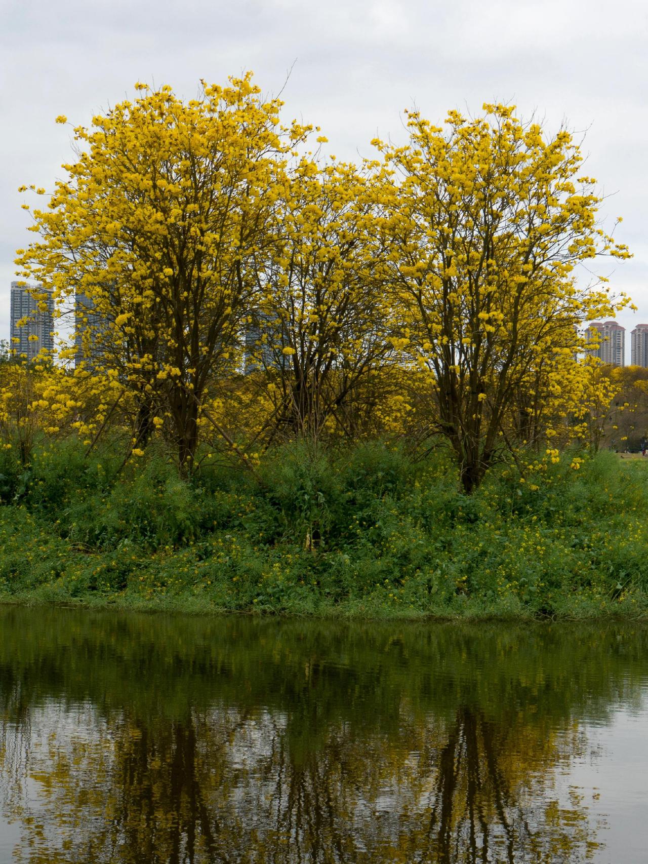 青秀山黄花风铃木 春天 花海