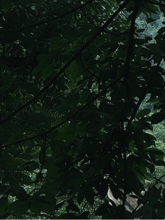 1000不经历风雨的如何能见到彩虹，但有时经历风雨后依然见不到彩虹。那就是面对一