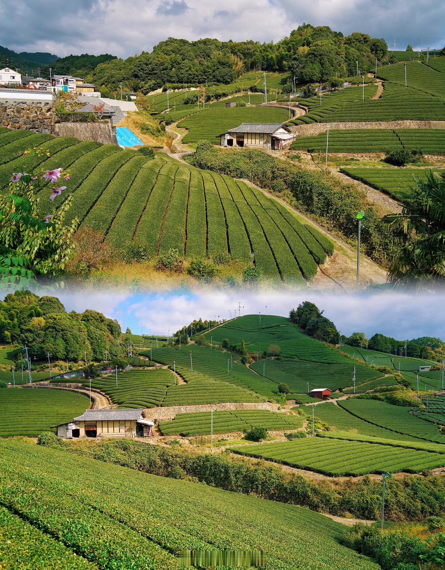 京都旅行 | 京都真正的产茶地不是宇治，而是和束町和南山城最近去了趟京都才get