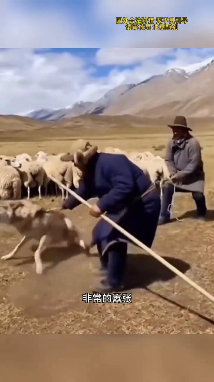 牧羊人教训野狼。
凶残的野狼终于被抓住了，此时的它还朝着牧羊人龇牙咧嘴，非常的嚣