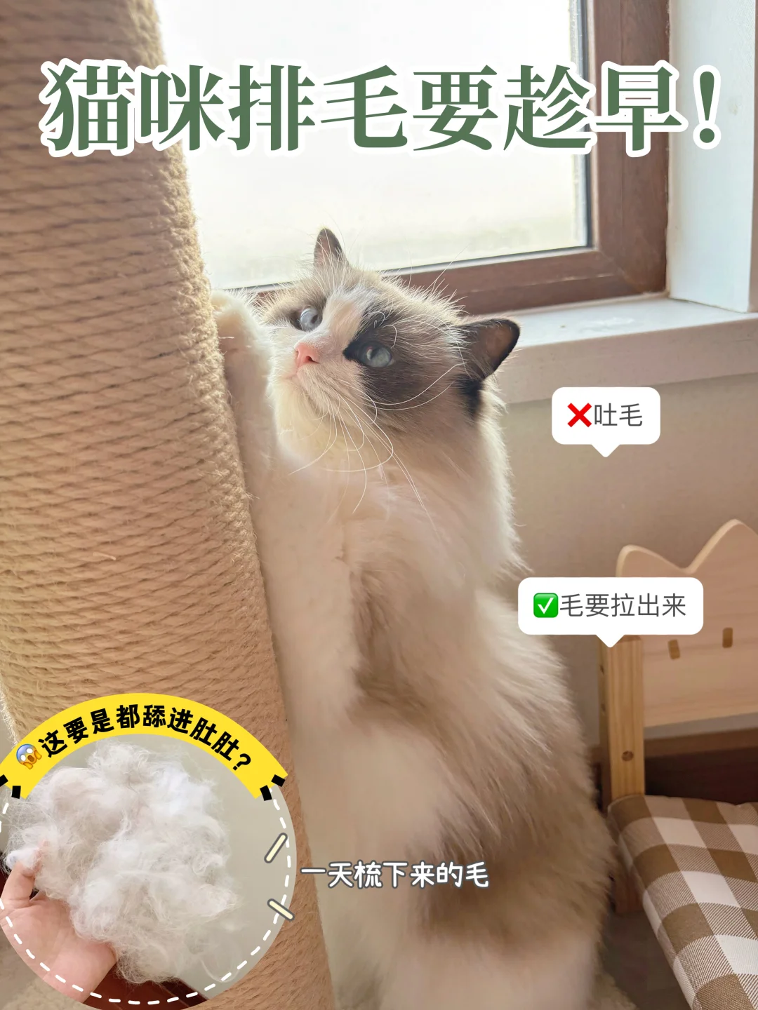 新手养猫看这篇🪄化毛排毛易如反掌 ！