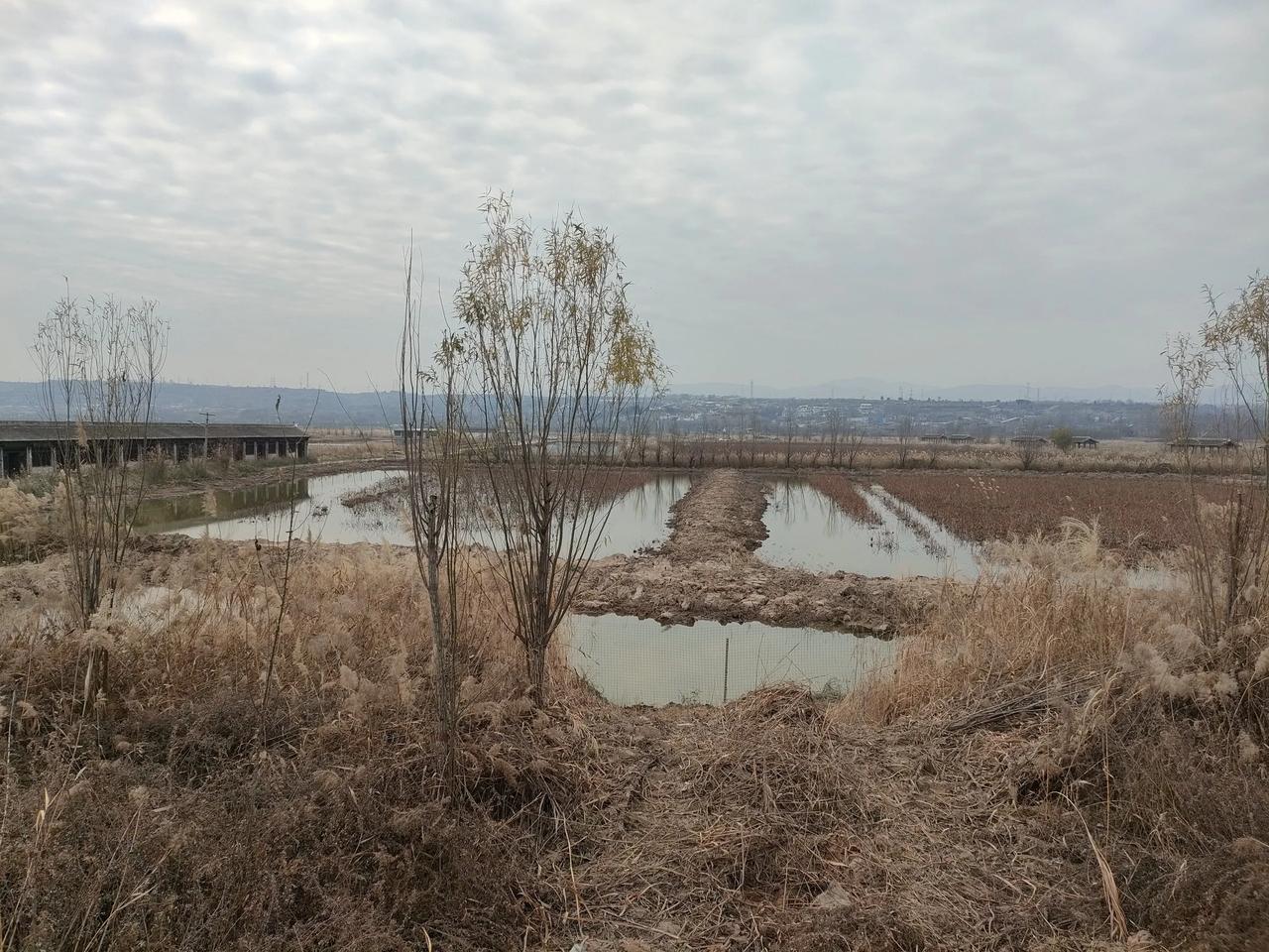 冬日的少梁国遗址。枯草遍地，一片寂静，偶尔一两声水声嘶鸣，让人惊得止步，鱼池边还