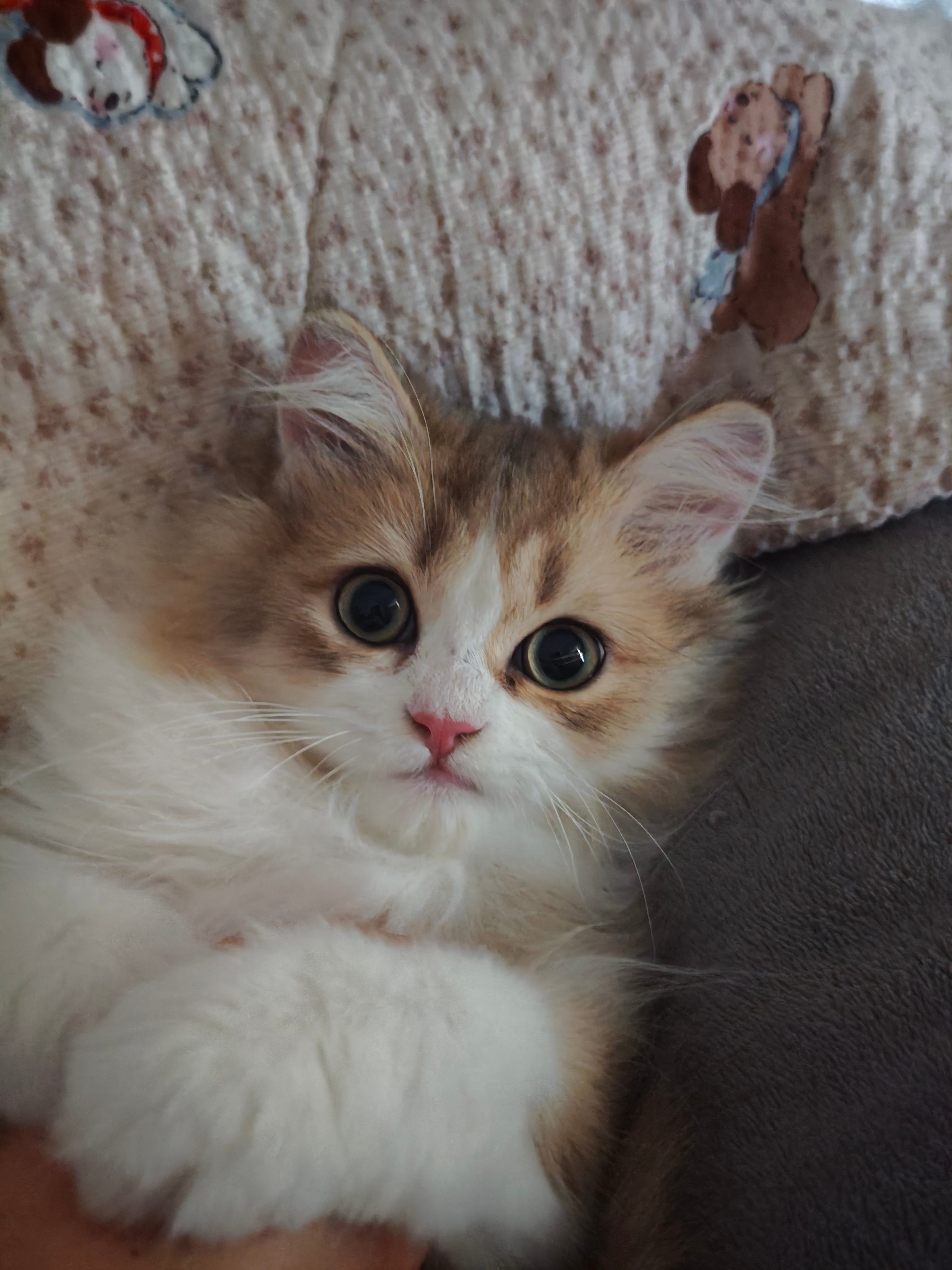 可爱的咪[奶牛猫] ​​​