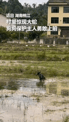 湖南桃江，主人正在水田边干活，一条蛇突然从草丛窜出，眼看就要伤到人。千钧一发之际