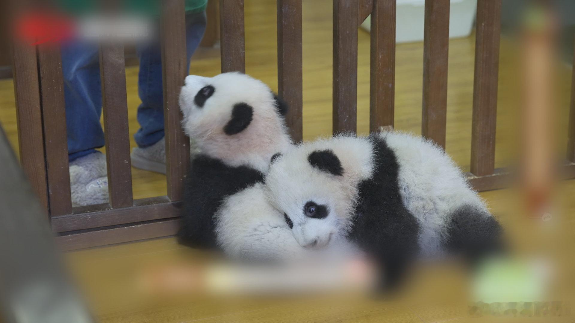 在成都看福凤双胞胎的团圆路 快一起来看熊猫崽崽在学走路的过程中都发生了哪些趣事，
