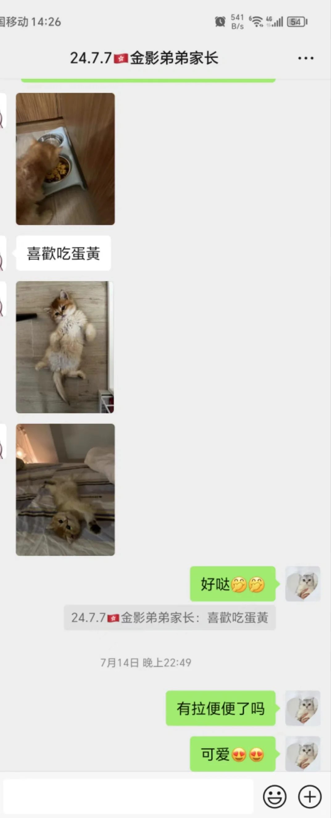 🇭🇰HK貓貓家長返圖💛BB喜歡吃蛋黃