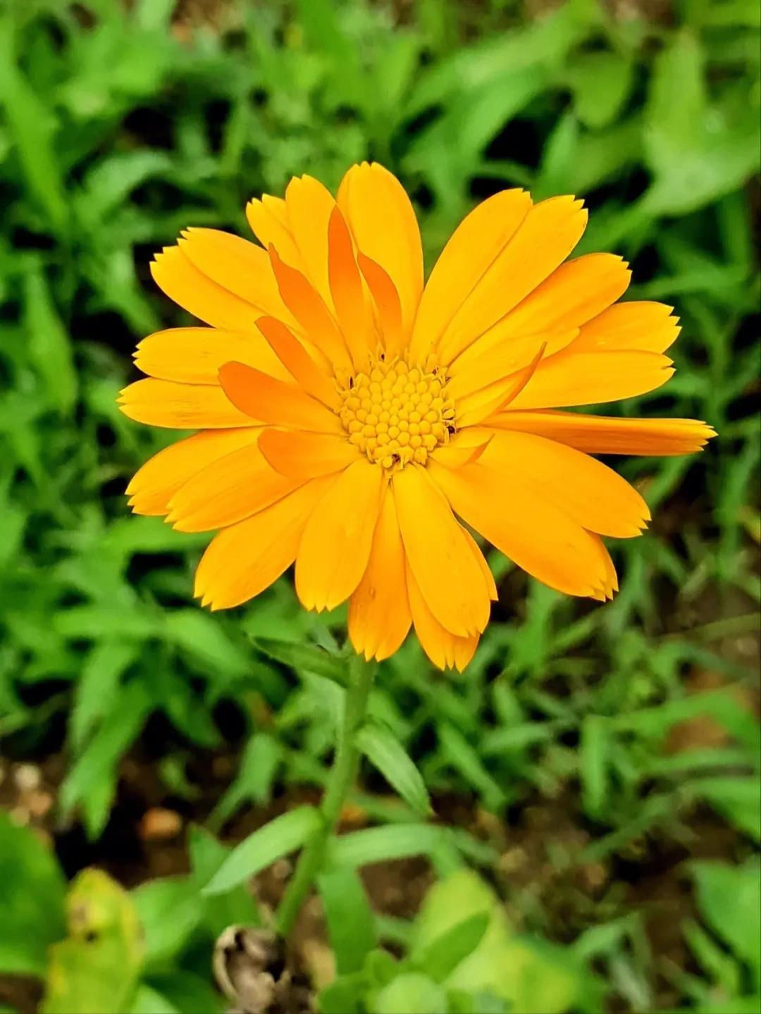 #春日花语#我抽到了「🌸金盏花花语卡」🔗戳这里👉快来一起玩春日扭蛋机，送自