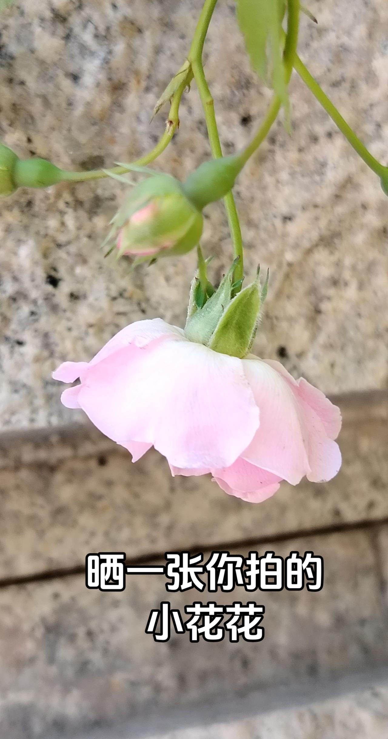 请晒出你拍的花朵 被一朵花绊住脚步