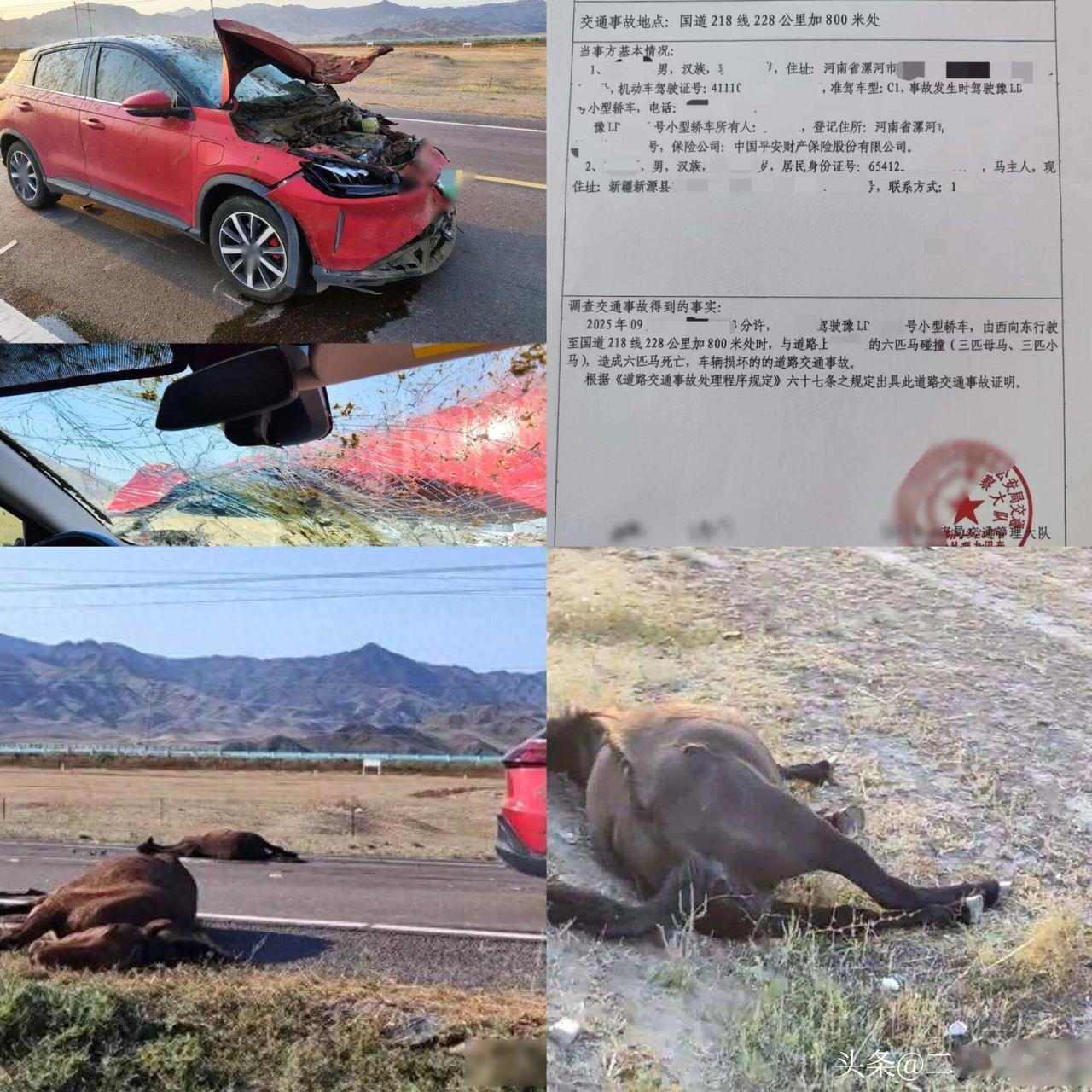 游客在218国道伊犁段自驾撞到马群致6匹马死亡 交警回应！

新能源车撞上马群致