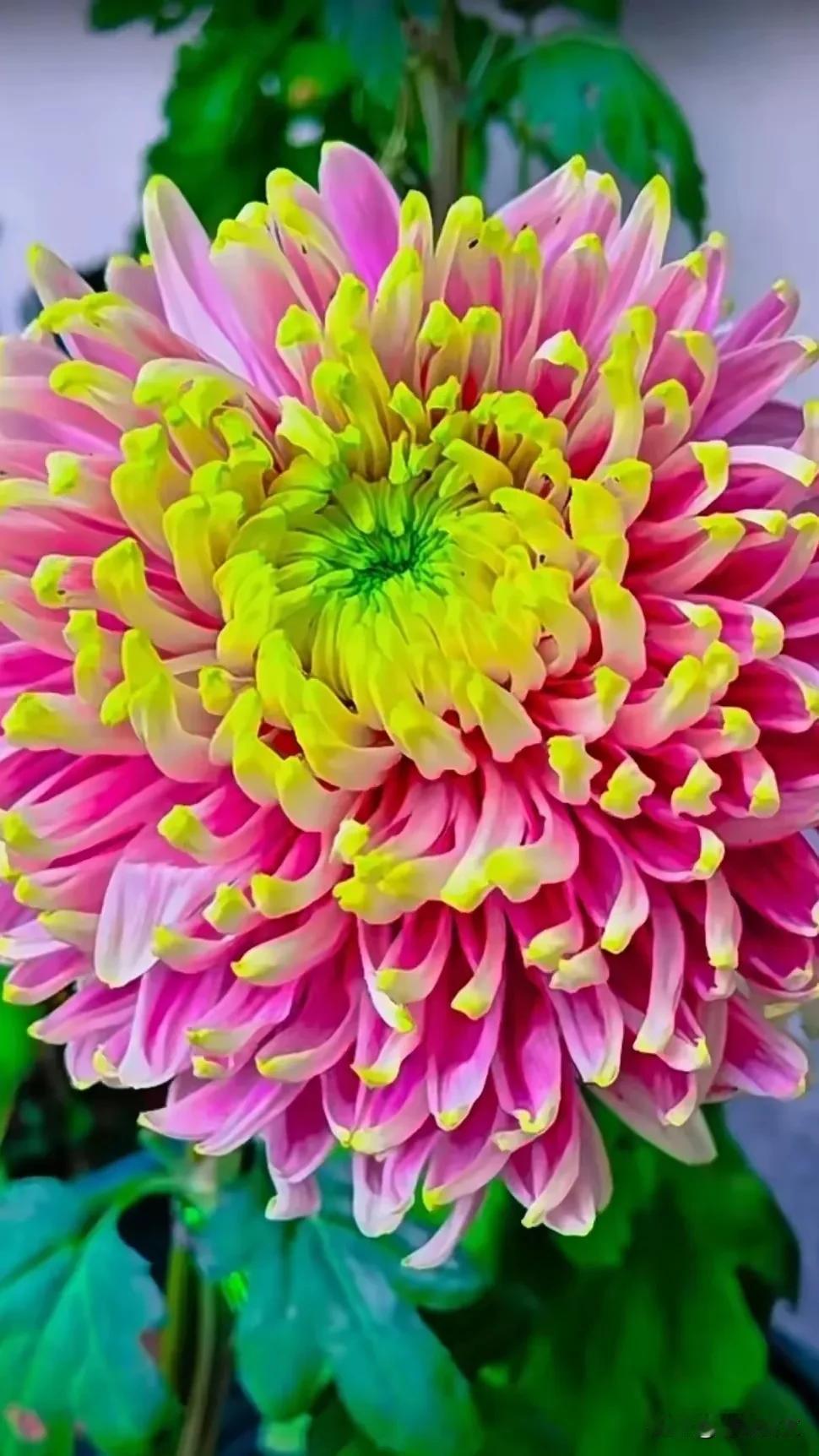 《赏菊》
金英朵朵立篱旁，
摇曳风姿散冷香。
不慕繁华心自远，
清芬独守傲秋光。