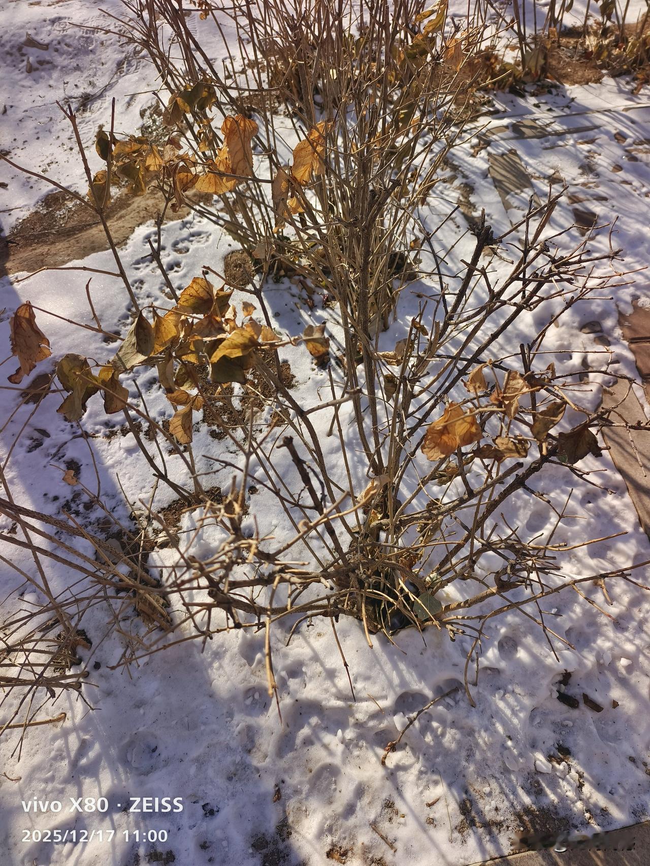 残雪枯枝，所展现出来的这种意境，让人仿佛看到了春在招手，冬天已经来了，春天还远吗