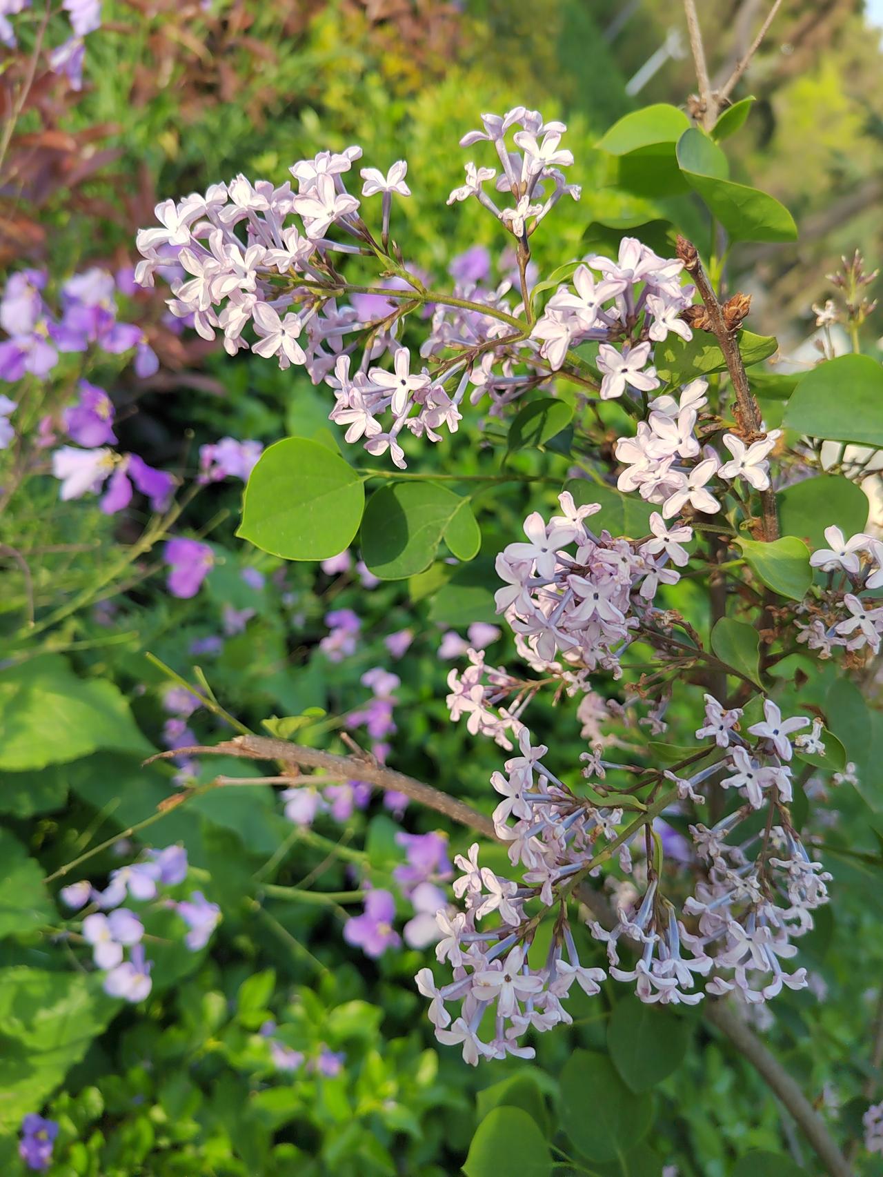 春日生活打卡季循着花香，偶遇一树丁香