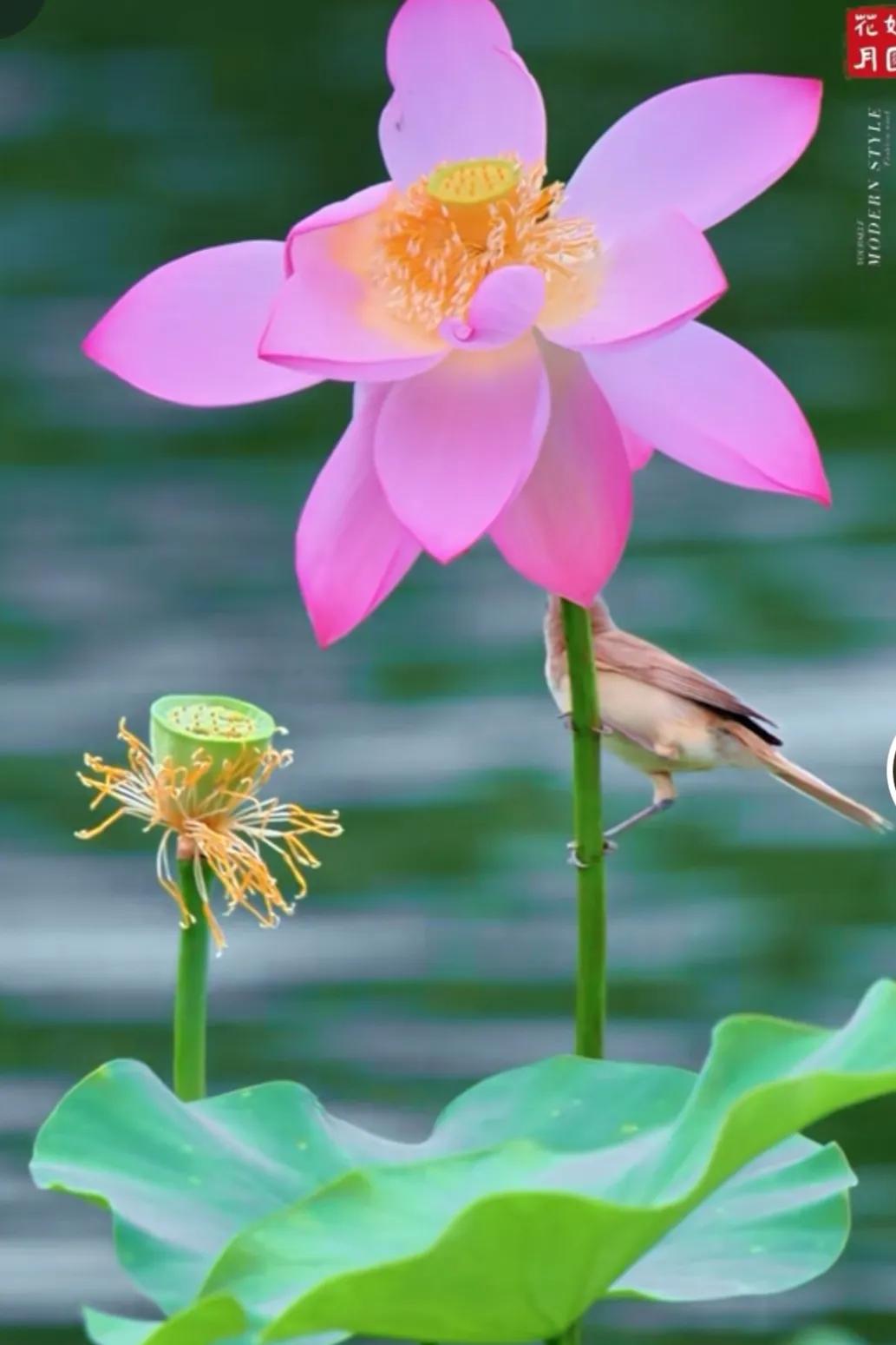 《七律～泪目光阴六载》

血泻新诗小四强，
愁生旧约古双长。
千金寂寂三秋醉，