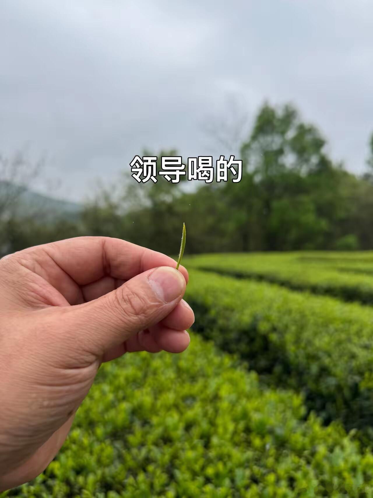 不同的人喝的茶