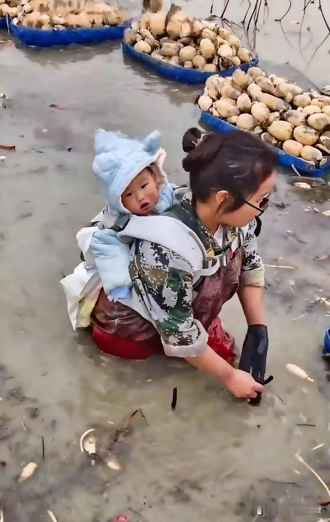 一位女子在田里挖藕，但她后背上竟然还背着一个宝宝，宝宝看着很懂事，不哭不闹的。据