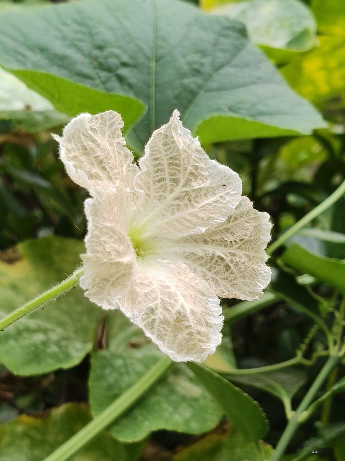 ＃葫芦花＃
一架珍蔬绽白花。这种花朵偏爱傍晚徐徐开放，故而得名夕颜。花瓣色泽素净