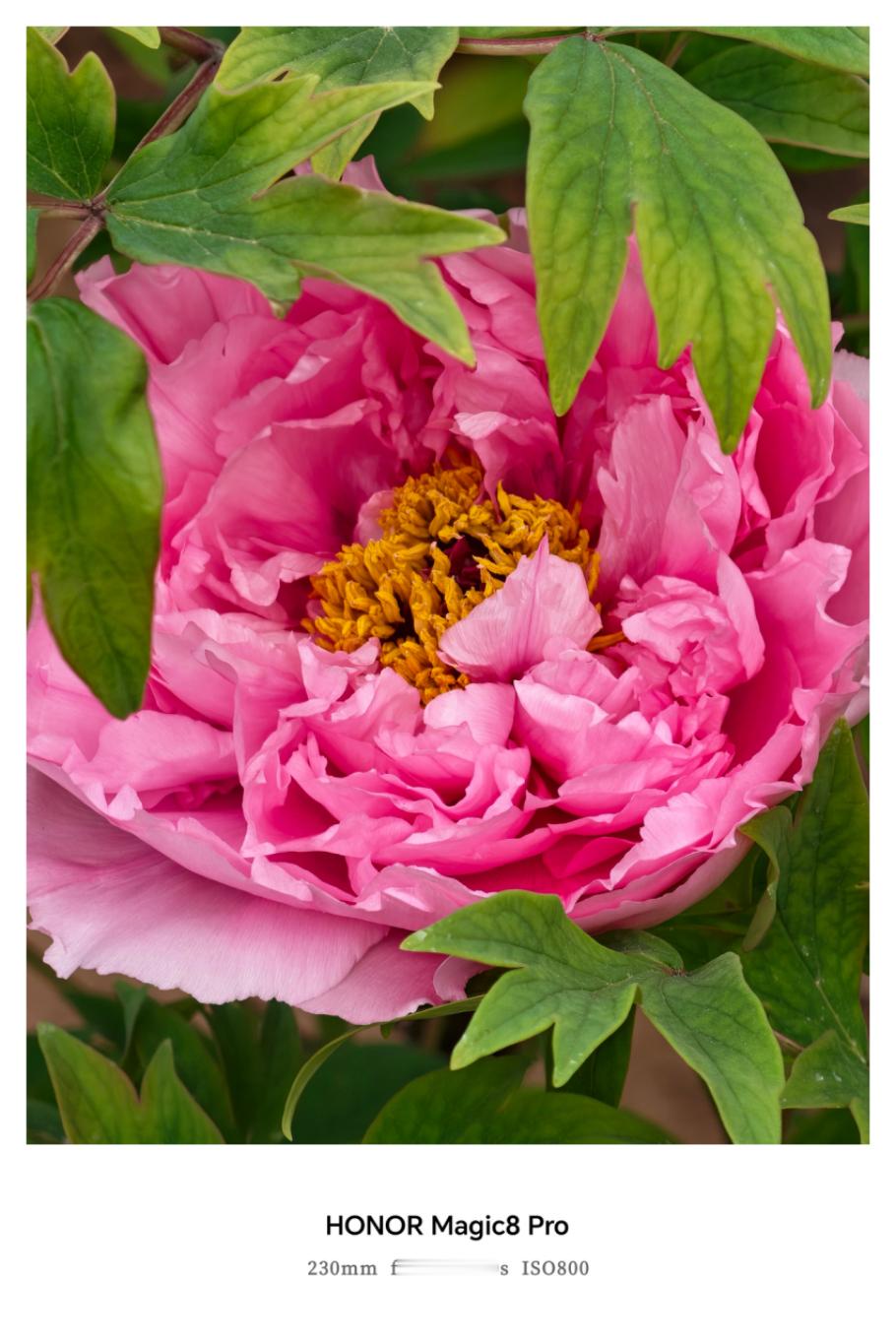 谁懂这次换手机的意义洛阳牡丹园你真的把牡丹养的很好！！作为花中顶流的牡丹，真的惊