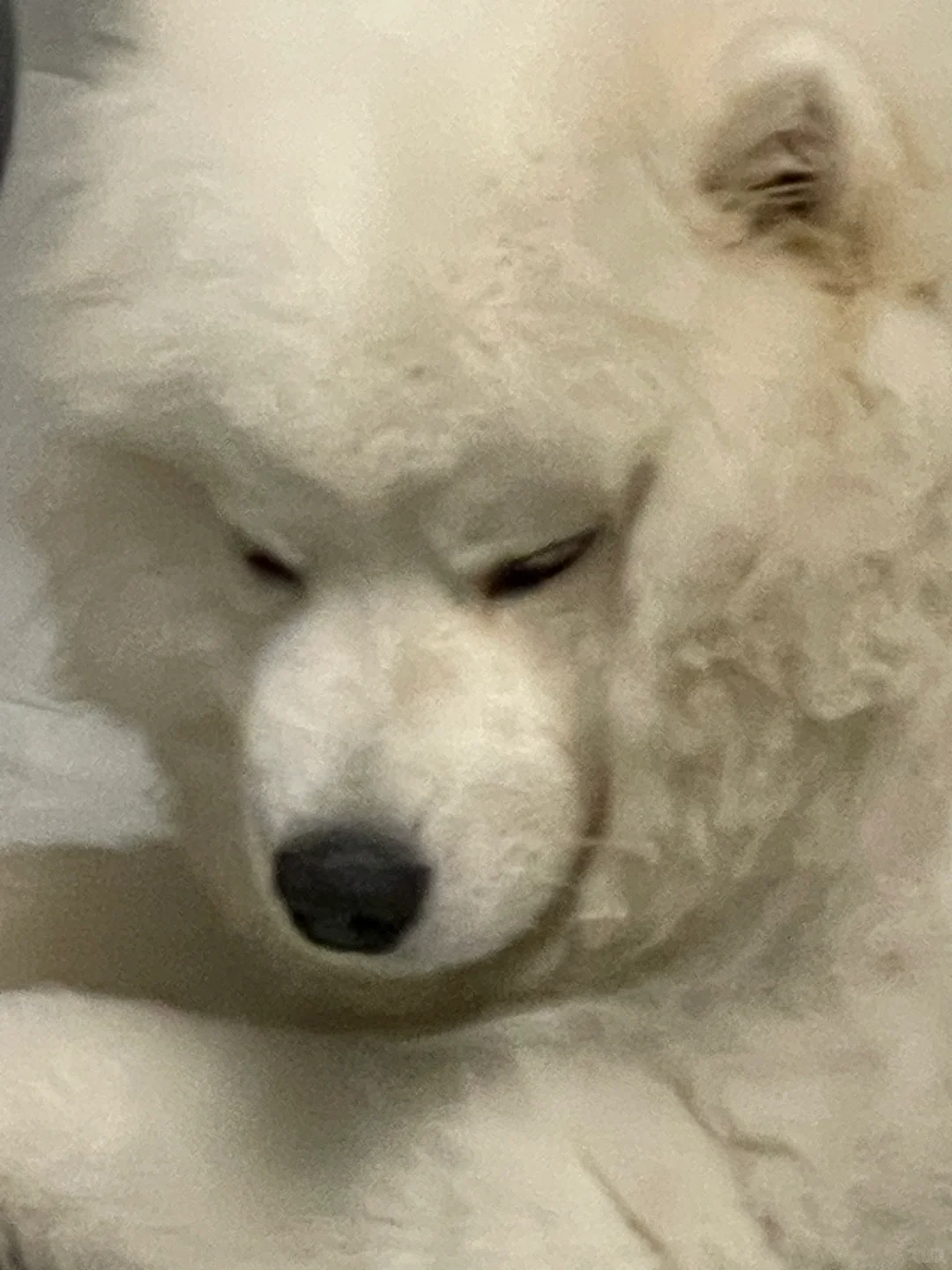 睡觉被吵醒了生胖气 吃个雪糕哄哄