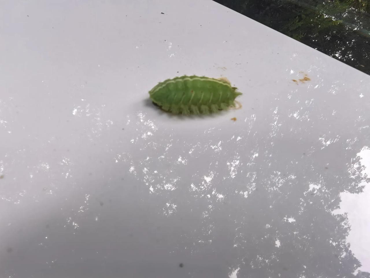 早上看到有个小东西趴在我的车上，看起来很漂亮，其实可是个坏东西，小时候我们叫它洋
